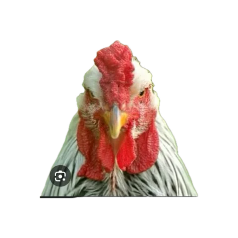 Image attached to a reply by @cristi001